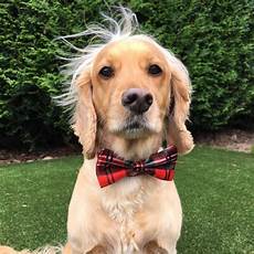 Burberry Bow Tie